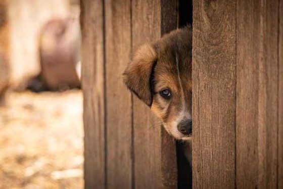 Adoption Tips: 6 Helpful Steps for Practical Preparation