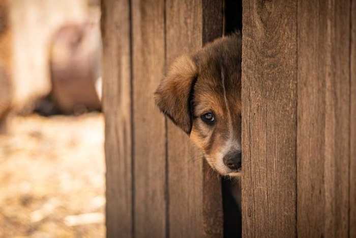 Adoption Tips You Wish You Knew Sooner: Real Talk Guide