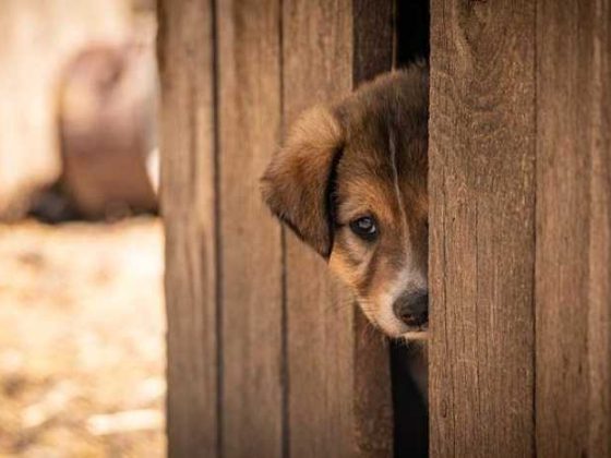 Thinking About Adoption? 6 Helpful Steps to Prepare